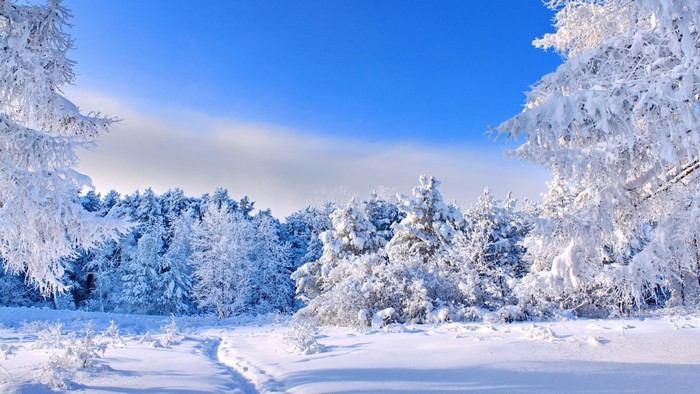 Path through a snow-covered forest under a blue sky