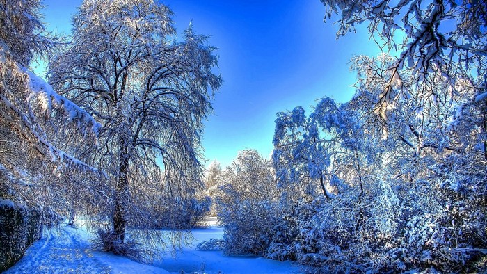 Snowy park with trees and blue sky