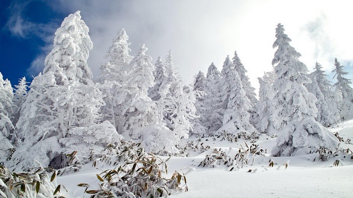 Snow-covered trees in a winter forest