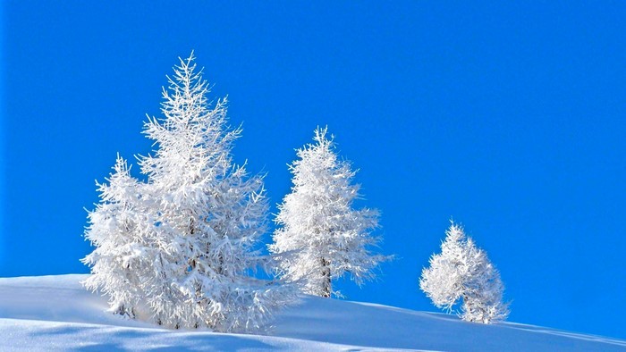 Snow covered trees against a bright blue sky