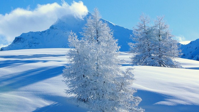 Snowy mountains and trees under a blue sky