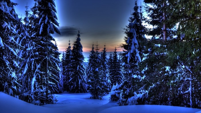 Snow-covered pine forest at dusk