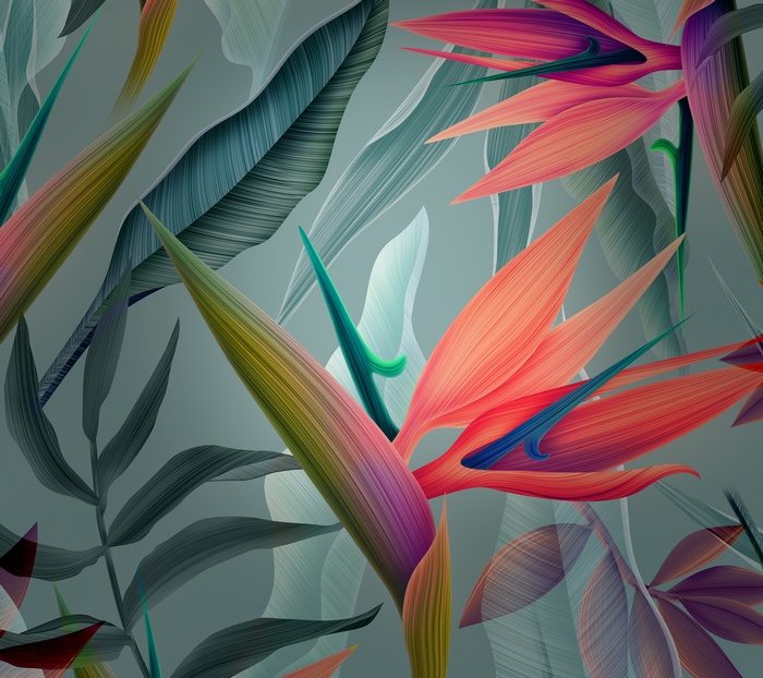 Bird of Paradise flowers and leaves
