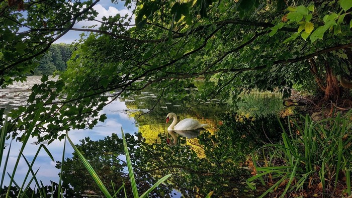 Swan on a lake surrounded by trees