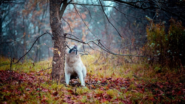 Dog chewing on a tree branch in a forest