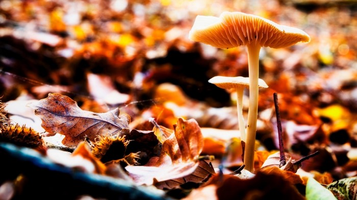 Mushrooms growing among fallen autumn leaves