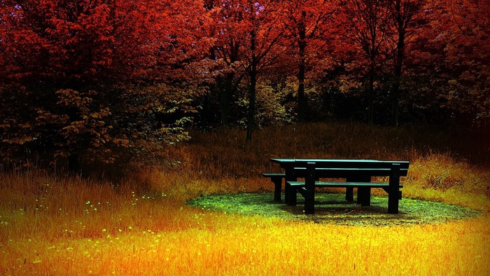 Picnic table in autumn forest