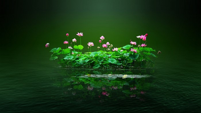 Pink Lotus Flowers on Water
