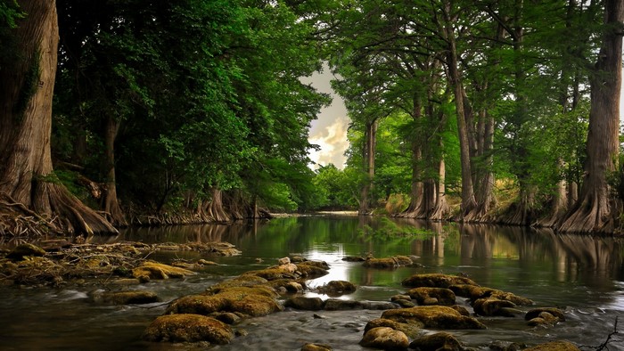 River flowing through a forest with large trees