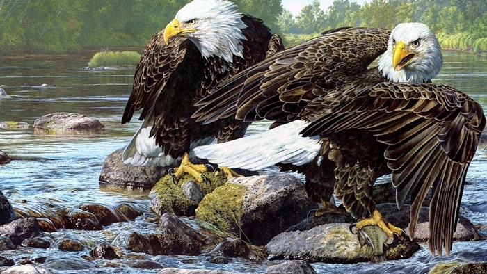 Two bald eagles on river rocks