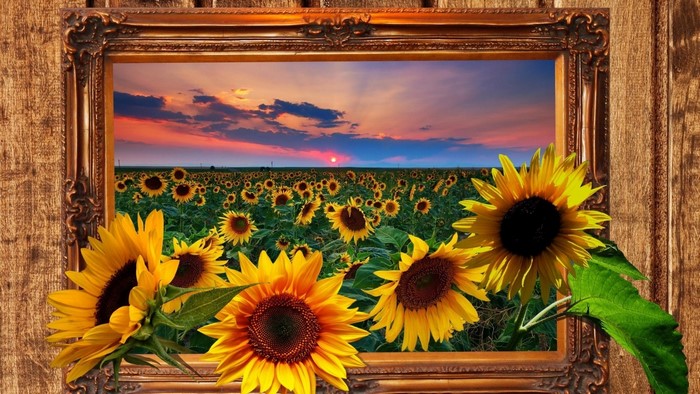 Painting of a sunflower field at sunset