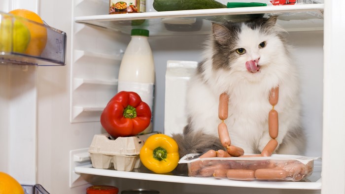 Cat in a refrigerator with sausages