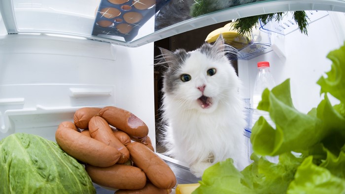 Cat in a refrigerator with sausages and lettuce