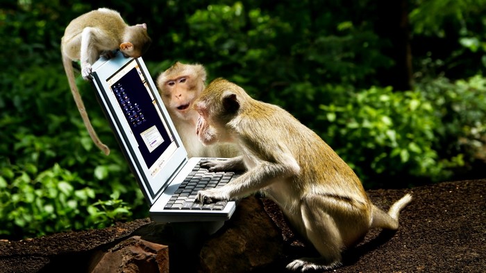 Monkeys looking at a laptop in a forest