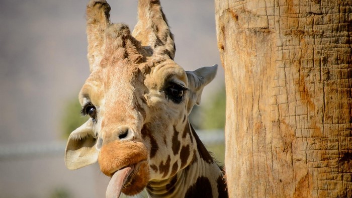 Giraffe sticking its tongue out behind a tree