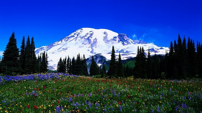Mount Rainier with Wildflowers and Forest