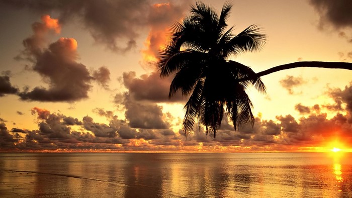 4K Sunset Over Ocean with Palm Tree