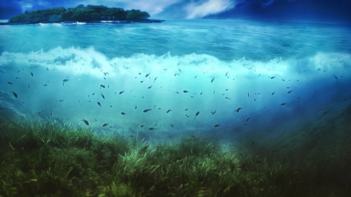 Underwater scene with islet and fish