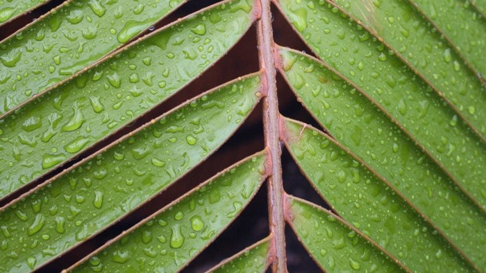 Close-up of green leaf with water droplets