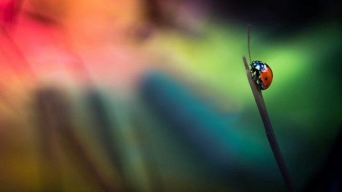 Ladybug on a blade of grass