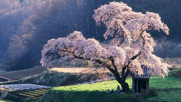 Cherry Blossoms in Rural Japan