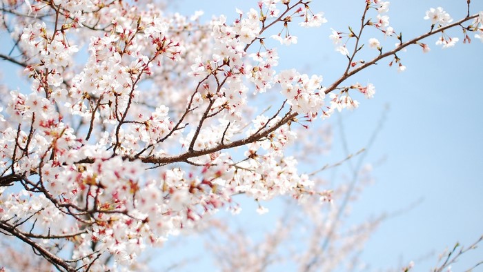 Cherry blossoms on branches against a blue sky