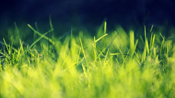 Blurry green grass with dark background