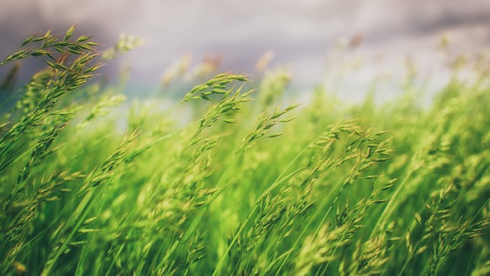 Green grass field with blurred background
