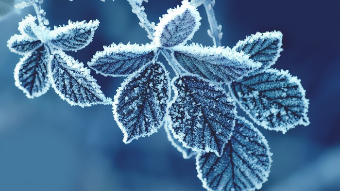 Frost covered leaves on a branch