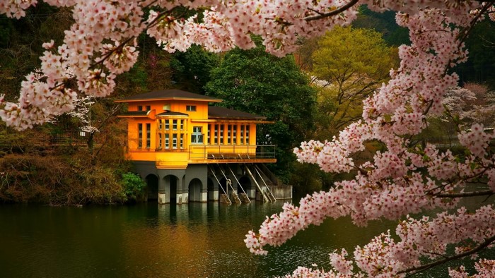 Cherry Blossoms Overlooking a Lake in Japan