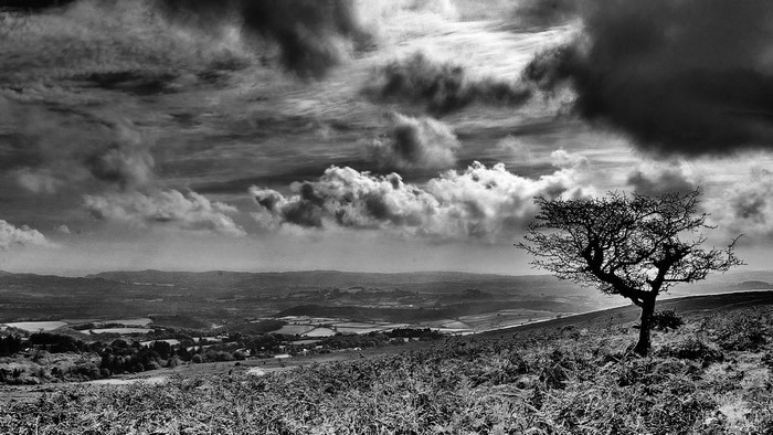 Black and white landscape with dramatic clouds and a lone tree