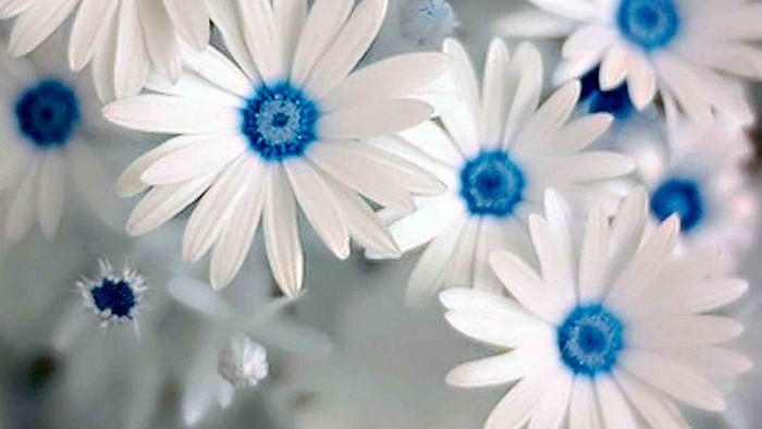 White and blue daisy flowers close-up