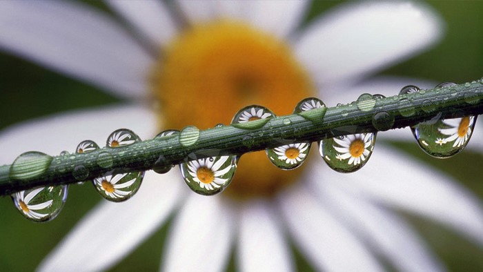 Dewdrops reflecting a daisy on a blade of grass