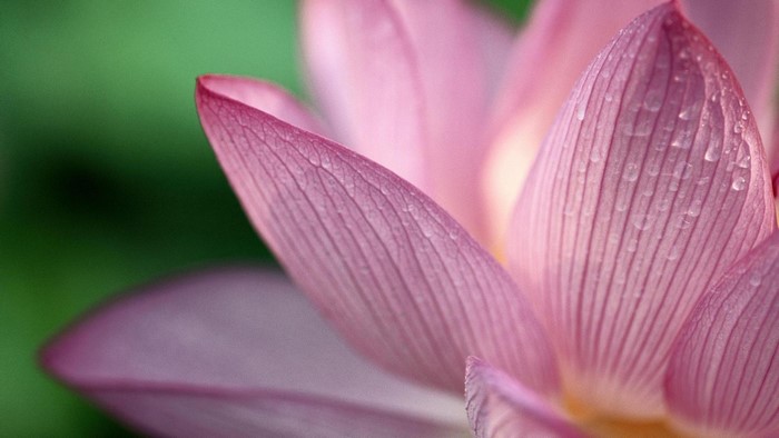 Close-up of a pink lotus flower with dew drops