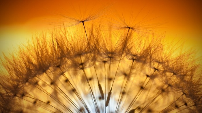 Dandelion seeds against sunset
