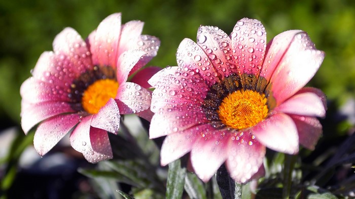 Two pink and yellow flowers with dew drops