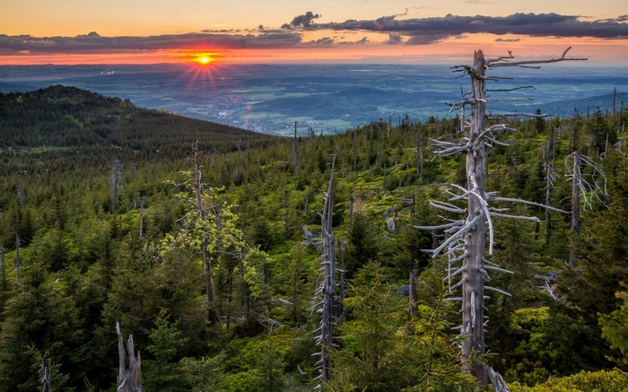 Dead trees on a mountain slope at sunset