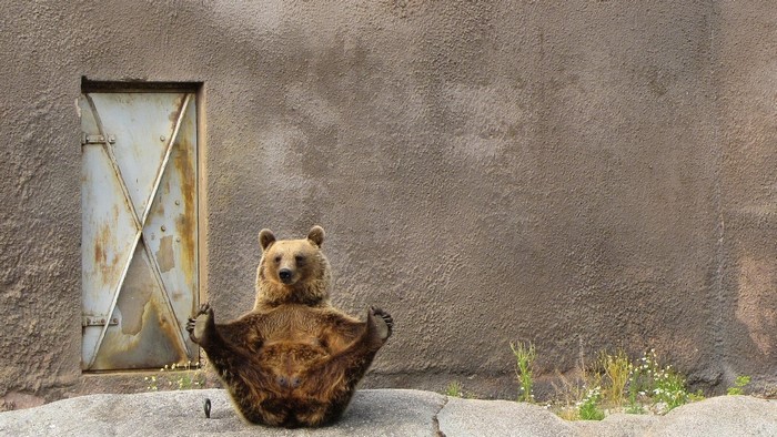 Bear doing yoga in front of a wall