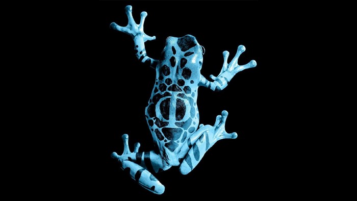 Blue and black patterned frog on black background