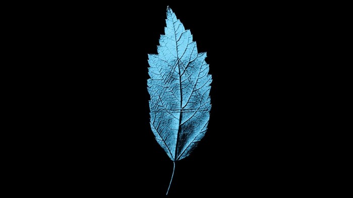 Blue Leaf X-Ray on Black Background