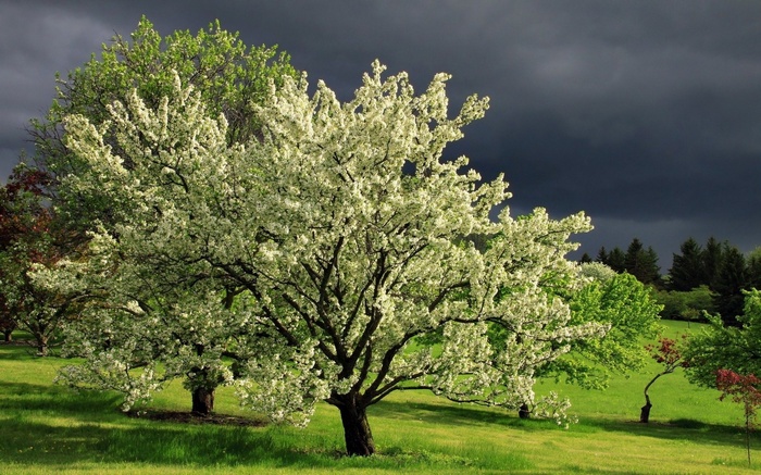 Blooming tree in a grassy field under stormy sky