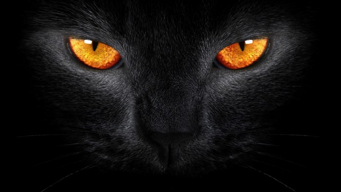 Close-up of a black cat with glowing orange eyes