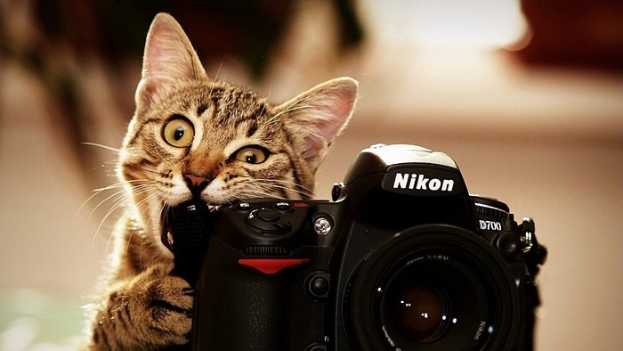 Cat biting a Nikon D700 camera