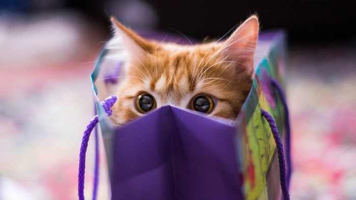 Cute Orange Kitten Peeking Out of Gift Bag