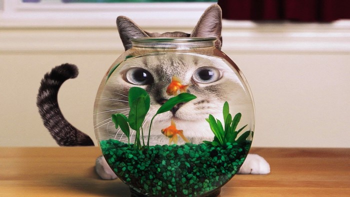 Funny distorted cat face in aquarium with goldfish