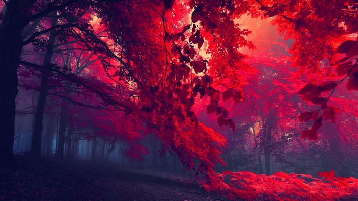 Blood Red Forest with Fog
