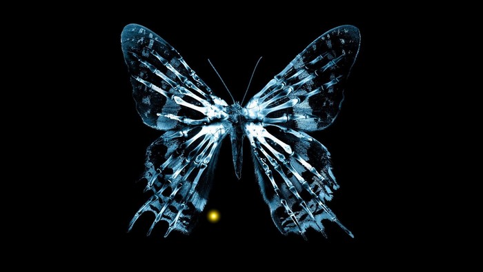 X-ray butterfly with skeletal wings