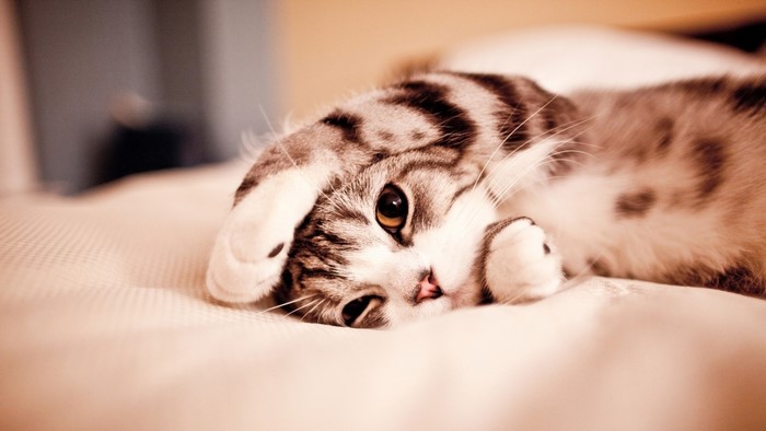 Cute tabby cat lying down
