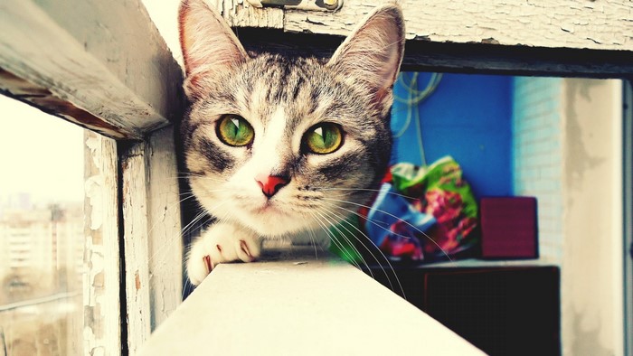 Cute gray cat with green eyes peeking out of a window