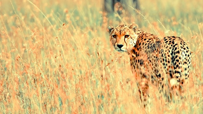 Cheetah in tall dry grass